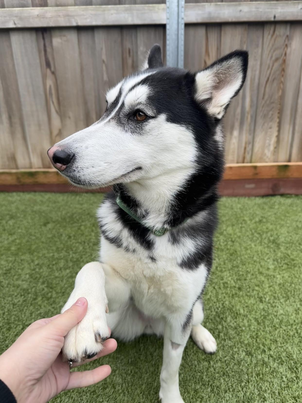 Violet is a 3-year-old Husky mix at Greenhill Humane Society.