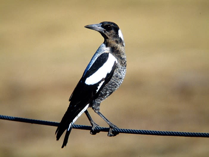 Loud noises at airports are becoming less of a deterrent for magpies, a study has found. Source: Deakin University