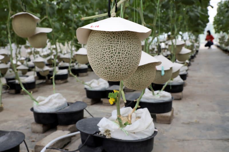 Japanese muskmelons are pictured at Mono Farm in Putrajaya