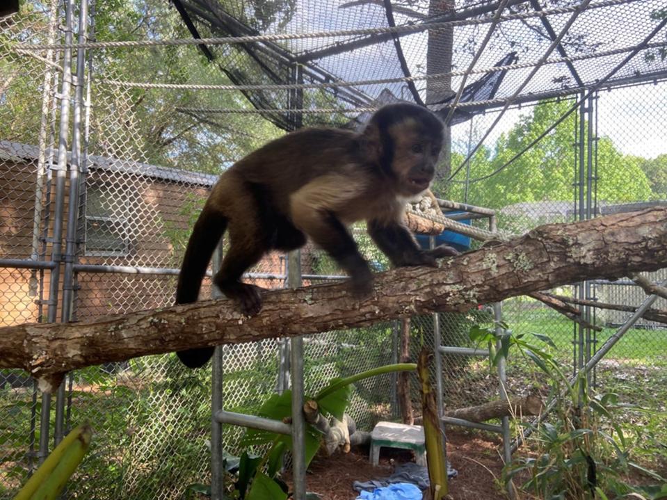 Neo, a capuchin monkey seized in February from a Westwood man's apartment, is now thriving at a facility in Florida, prosecutors say. Neo tested positive for amphetamines and was severely malnourished, prosecutors said, when animal control officers took him from the apartment.