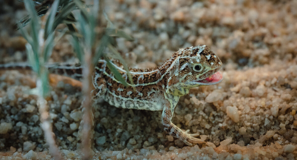 A Victorian grassland earless dragon in captivity with its mouth open