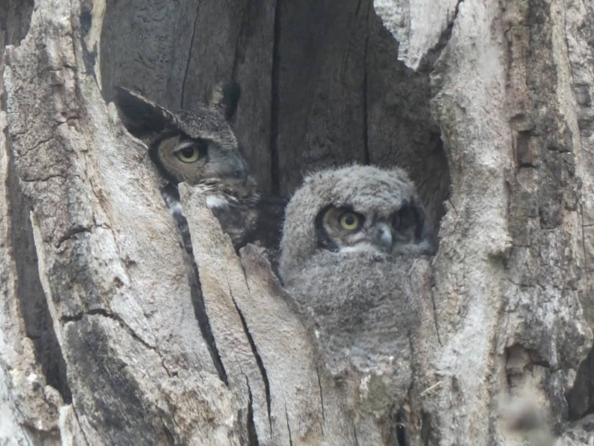 A family of owls has created some excitement in Victoria, B.C.'s Beacon Hill Park, but experts warn residents they should not get too close to the birds. (Jannaca Chick - image credit)