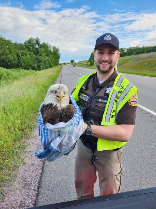 Marquette County Wisconsin bald eagle hit on interstate