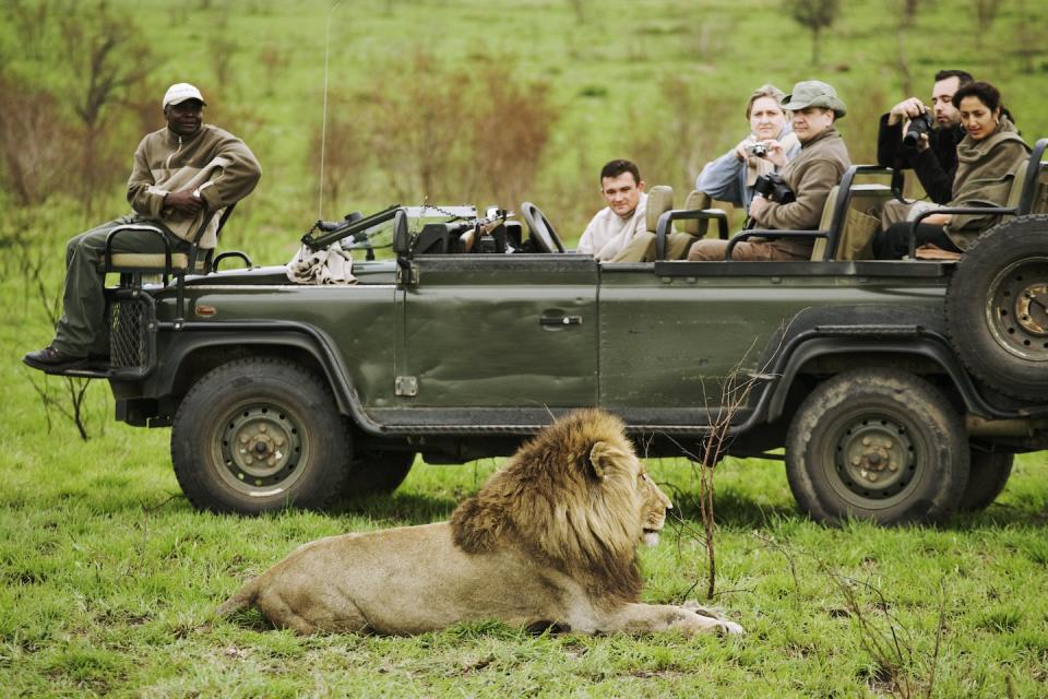 Safaris allow tourists to see animals in their natural habitats and offer much more authentic experiences than a trip to the zoo. <a href="https://www.gettyimages.com/detail/photo/tourists-photographing-male-lion-royalty-free-image/82999960?phrase=Safari+africa&adppopup=true" rel="nofollow noopener" target="_blank" data-ylk="slk:Martin Harvey/Image Bank via Getty Images;elm:context_link;itc:0;sec:content-canvas" class="link ">Martin Harvey/Image Bank via Getty Images</a>