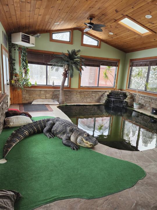 This photo provided by Tony Cavallaro of Hamburg, N.Y., shows his alligator, Albert, inside the custom enclosure he built for the reptile in his house, in Hamburg, N.Y. Albert was seized by the Department of Environmental Conservation in mid-March, 2024. (Tony Cavallaro via AP)