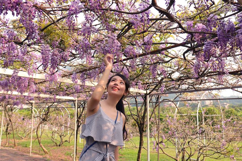 淡水「紫藤花咖啡園」紫藤花隧道。（圖／旅宿業者提供）