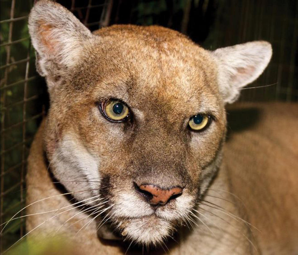 Mountain lion P-22. (National Park Service / California Department of Fish and Wildlife)