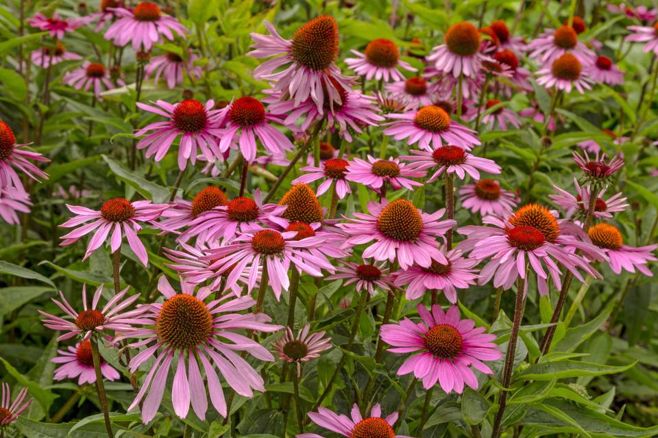 Coneflower