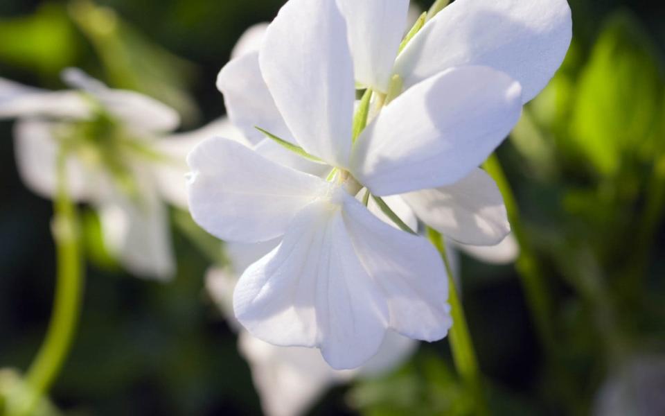 Viola cornuta ‘Alba’ AGM - GAP Photos/Heather Edwards