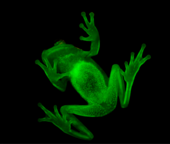 Fluorescence in the venter (underbelly) of a male tree frog.