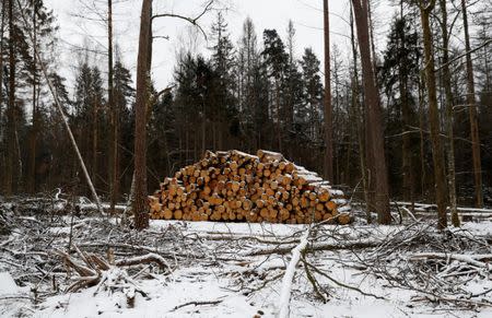 Logged trees are seen at one of the last primeval forests in Europe, Bialowieza forest, near Bialowieza village, Poland February 15, 2018. REUTERS/Kacper Pempel