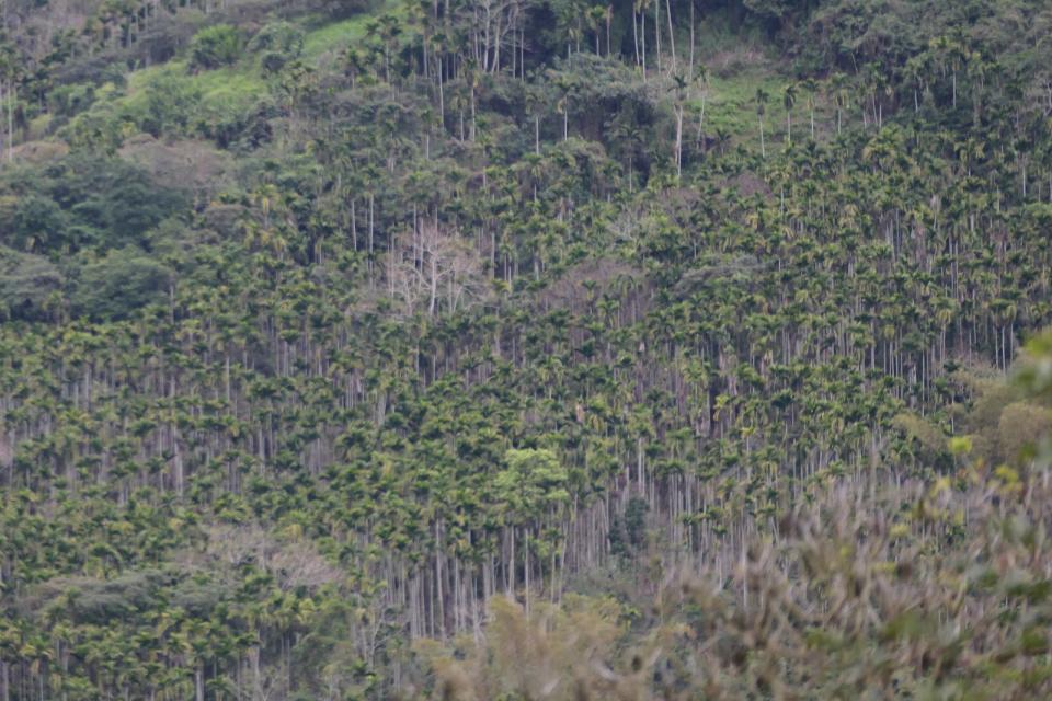 張峻竊佔的山坡地上目前仍種滿檳榔樹。林泊志攝