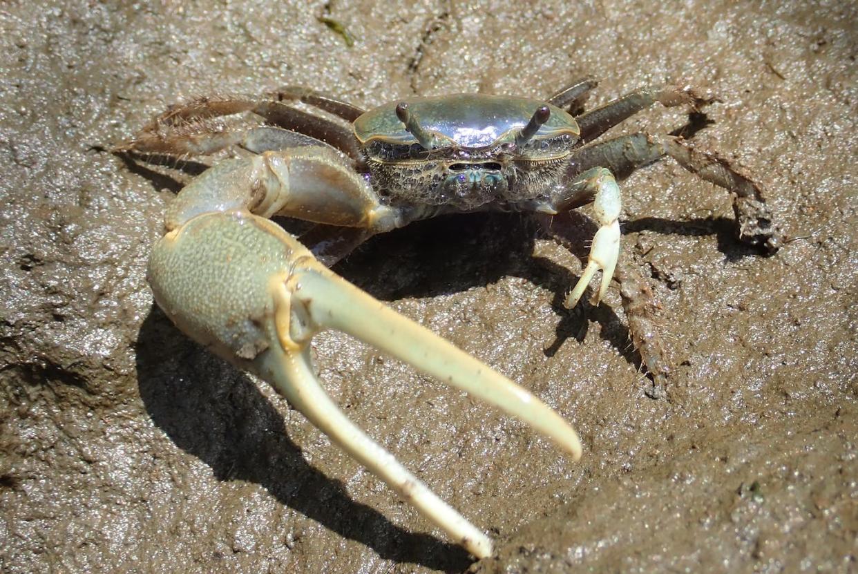Male fiddler crabs are small, with one oversized claw. David S. Johnson