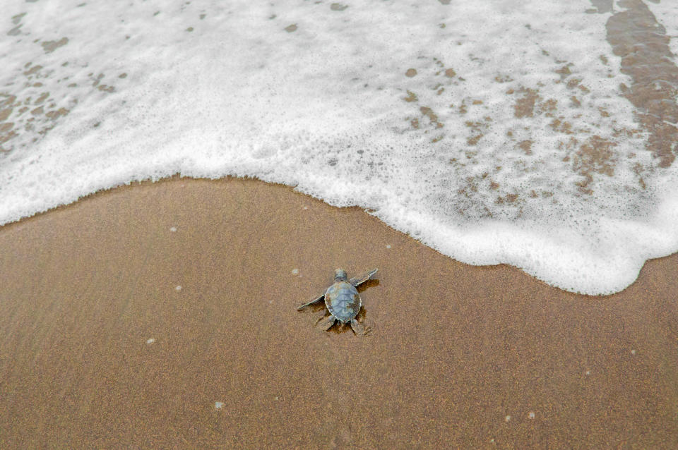 Green Sea Turtle (Chelonia mydas), Hatchling Entering the Ocean, Tortuguero National Park, Costa Rica