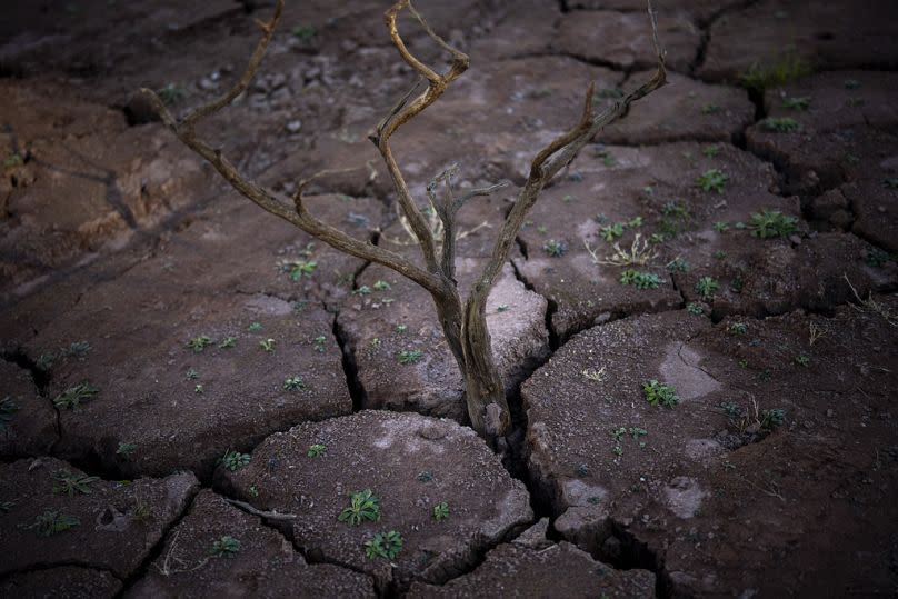 A dry tree stands from the cracks and dry soil of the Arnius-Boadella reservoir, which is only at 12 percent of its capacity, near Figueras, north of Girona.