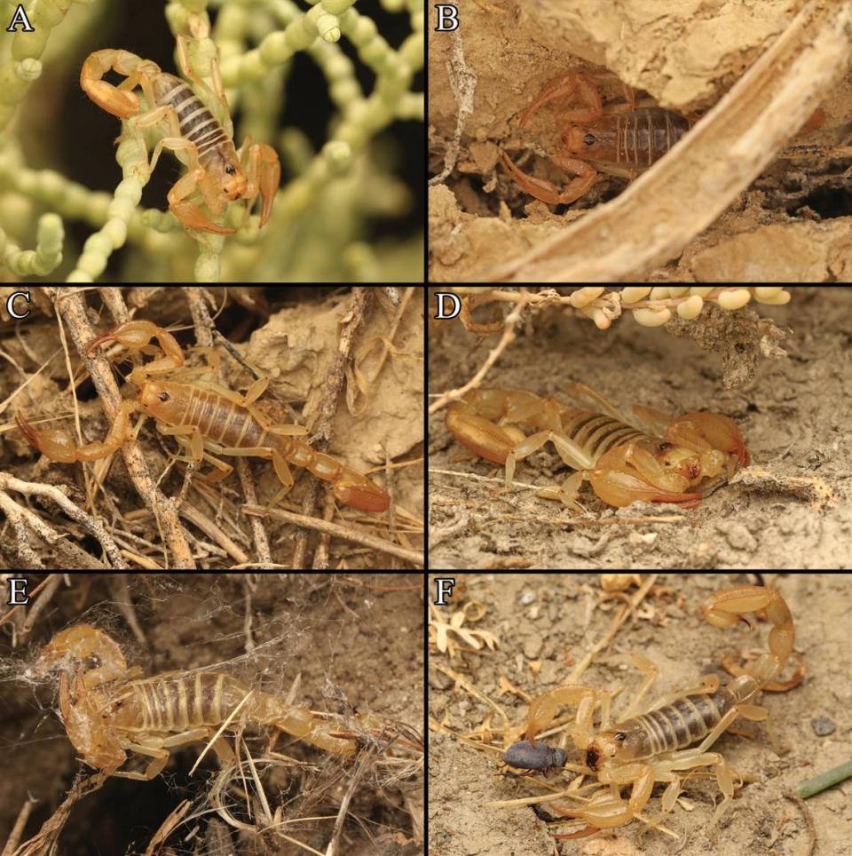 Several Paruroctonus tulare specimens, or Tulare Basin scorpions, in their natural habitat, including one caught in a spider’s web (E) and one hunting (F).