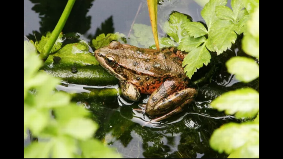 California red-legged frog in Golden Gate National Recreation Area