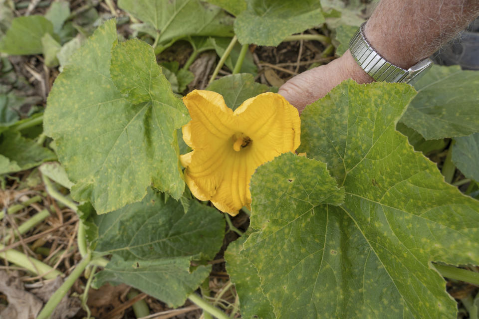 A bee is seen inside a pumpkin blossom on Bill Sahs' farm, Monday, Sept. 12, 2022, in Atlanta, Ill. On the central Illinois farms that supply 85% of the world’s canned pumpkin, farmers like Sahs are adopting regenerative techniques designed to reduce emissions, attract natural pollinators like bees and butterflies and improve the health of the soil.The effort is backed by Libby’s, the 150-year-old canned food company, which processes 120,000 tons of pumpkins each year from Illinois fields. Libby’s parent, the Swiss conglomerate Nestle, is one of a growing number of big food companies supporting the transition to regenerative farming in the U.S. (AP Photo/Teresa Crawford)