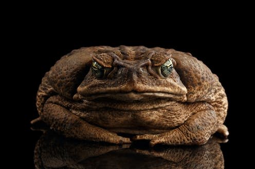 <span class="caption">Native to South and Central America, cane toads are an invasive species in most regions they have been introduced.</span> <span class="attribution"><a class="link " href="https://www.shutterstock.com/image-photo/cane-toad-bufo-marinus-giant-neotropical-429662245" rel="nofollow noopener" target="_blank" data-ylk="slk:Seregraff/Shutterstock;elm:context_link;itc:0;sec:content-canvas">Seregraff/Shutterstock</a></span>