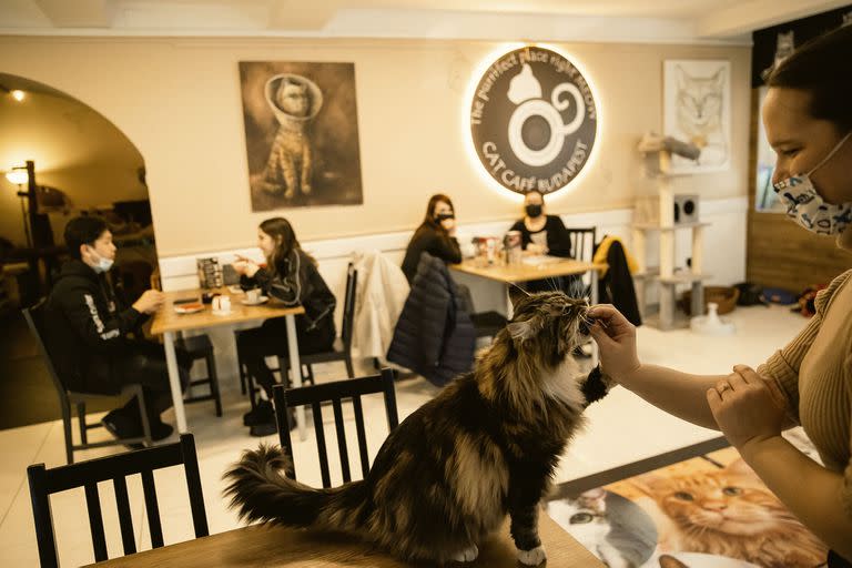 Bares de Budapest, Hungría, recibieron a clientes con sus gatos el 16 de febrero en el Día Mundial de ese animal. Photo by Arpad Kurucz/Anadolu Agency via Getty Images