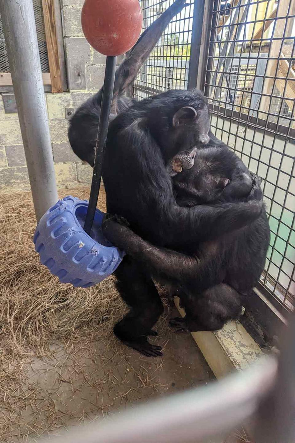 Chimps Who Spent Their Lives at Roadside Zoo Share Sweet Hug After