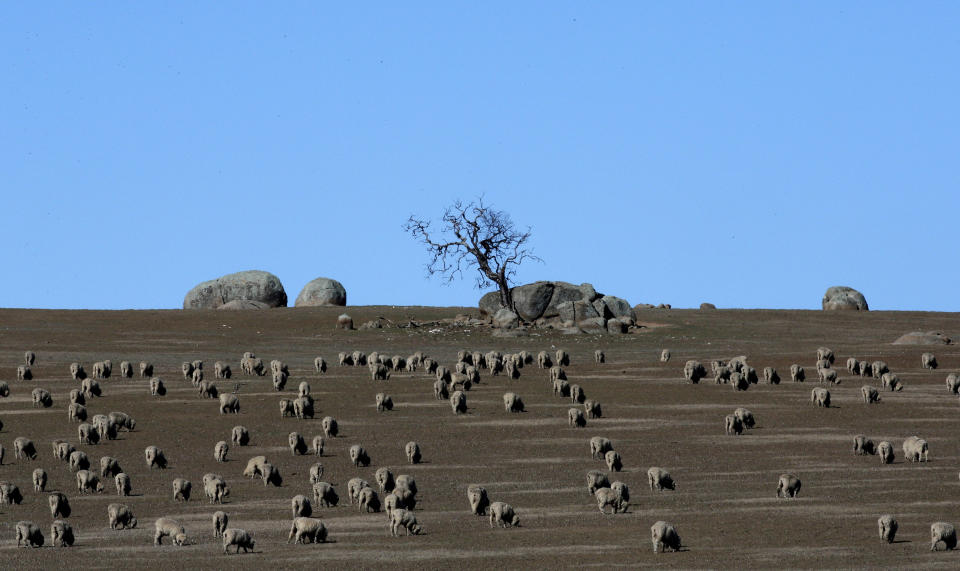 In this May 24, 2013 photo, hundreds of sheep graze in a paddock outside the town of Griffith, 573 kilometers (356 miles) from Sydney, Australia, during a seven-day, 3,000-kilometer (1,900-mile) journey across the Outback. (AP Photo/Rob Griffith)