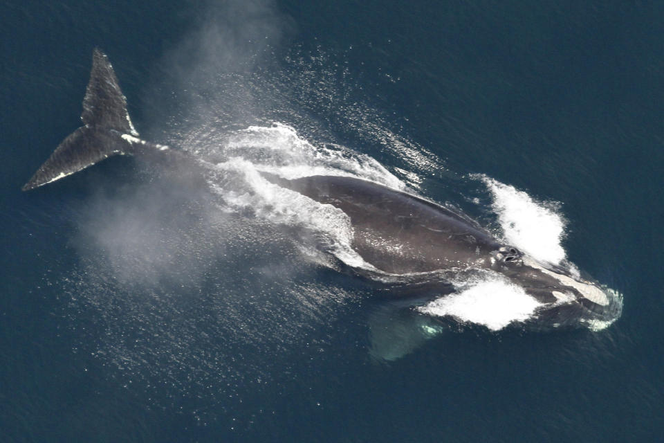 This image provided by NOAA, shows a North Atlantic right whale visiting the waters off New England on May 25, 2024. Scientists say a large number of whales is visiting the waters off New England, and the group includes an unusually high number of an endangered species. (NOAA via AP)