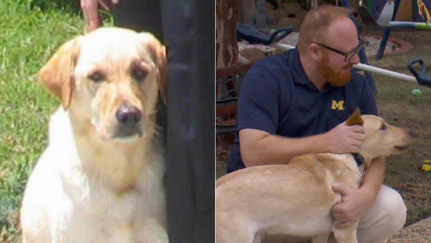 Marley, and his Yellow Lab clone, Ziggy.  / Credit: CBS News