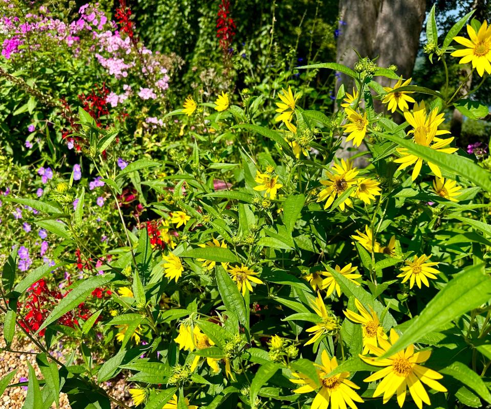 ‘Lemon Queen’ is big, beautiful and free flowering.  It will light up the late summer garden covering itself with 3-inch yellow flowers.