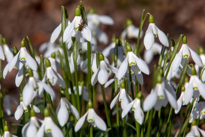 White plants to brighten up your garden in winter