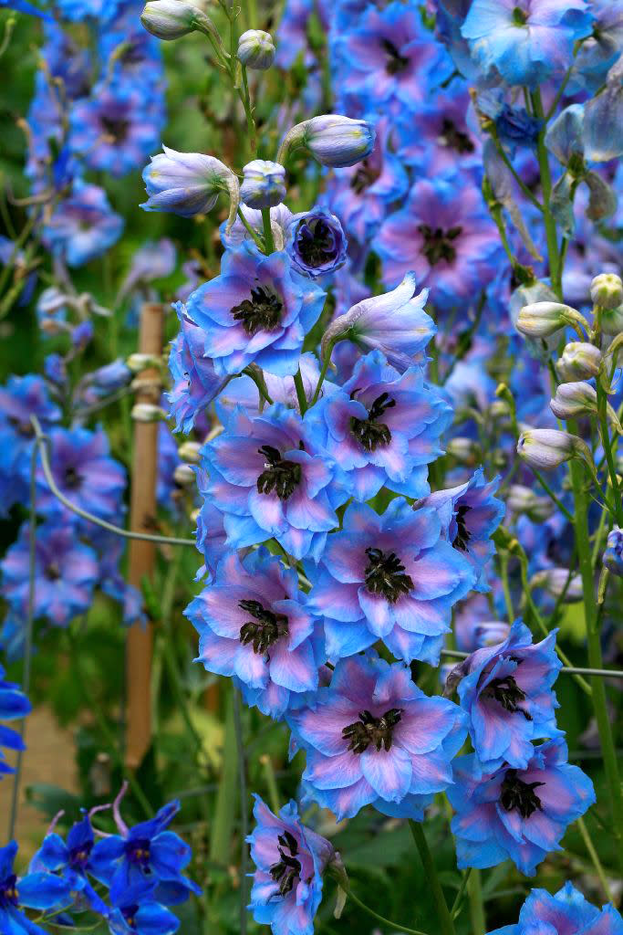 Larkspur (Delphinium)