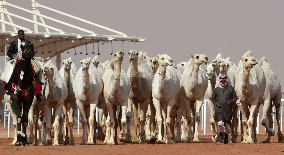 Camels walking at a beauty contest as part of the annual King Abdulaziz Camel Festival. (Photo: Getty Images)