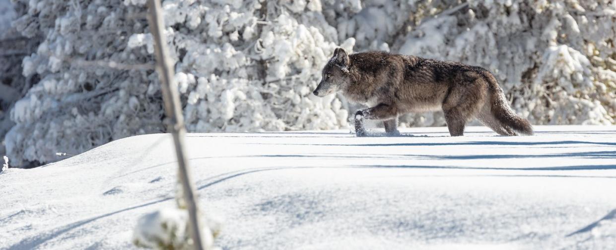 Un lobo fotografiado en el Parque Nacional de Yelowstone en 2018. <a href="https://www.flickr.com/photos/yellowstonenps/38346213996/in/album-72157647629129341/" rel="nofollow noopener" target="_blank" data-ylk="slk:NPS / Jacob W. Frank / Flikr;elm:context_link;itc:0;sec:content-canvas" class="link ">NPS / Jacob W. Frank / Flikr</a>