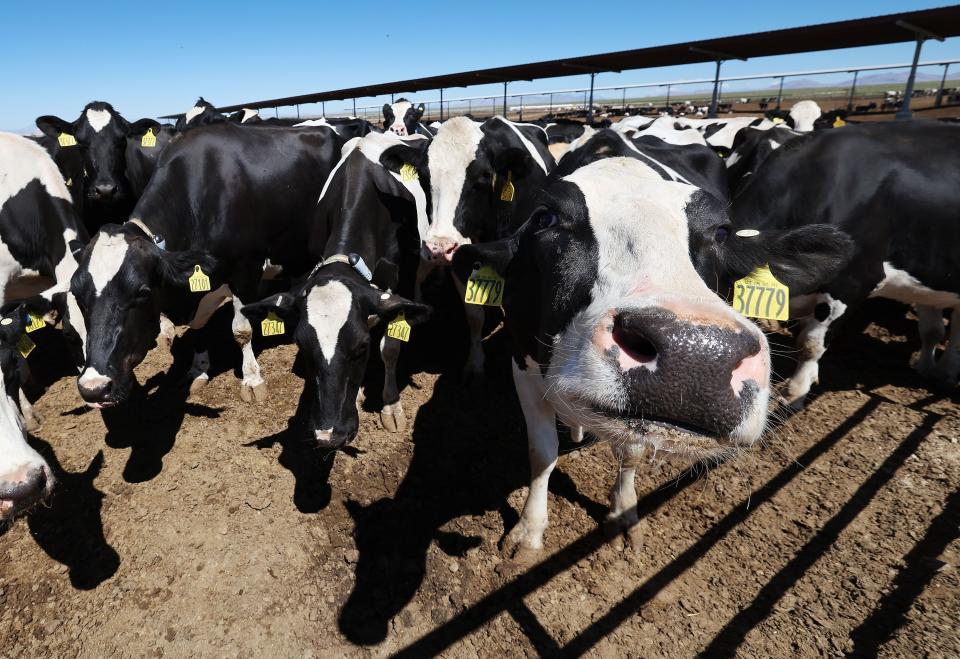 Cattle at Nye Dairy are shown as the Millard County Farm Bureau hosts a tour of alfalfa farms, water improvements and a dairy to showcase local agriculture in Delta on Wednesday, Sept. 6, 2023. | Jeffrey D. Allred, Deseret News
