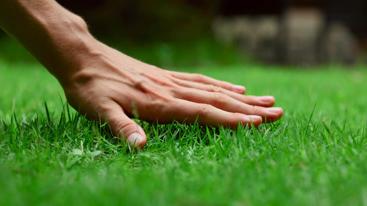  A hand touching the grass in the yard. 