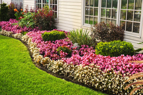 Flowerbed of colorful flowers against wall with windows