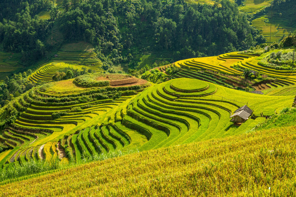 Sculpted rows of grass on gently sloping hills