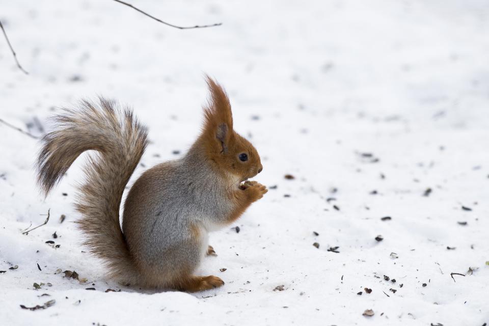 In this photo taken on Monday, Feb. 3, 2014, a squirrel eats nuts in Moscow's "Neskuchny Sad" park in Moscow, Russia. One by one, the bushy-tailed residents of Moscow’s parks have been disappearing. The problem: Russians have gone nuts for squirrels. City official Alexei Gorelov told the Associated Press on Wednesday that he has received multiple reports of squirrel poaching in local parks. In response, municipal authorities on Jan. 31 ordered bolstered security for all of Moscow’s green areas. (AP Photo/Alexander Zemlianichenko)