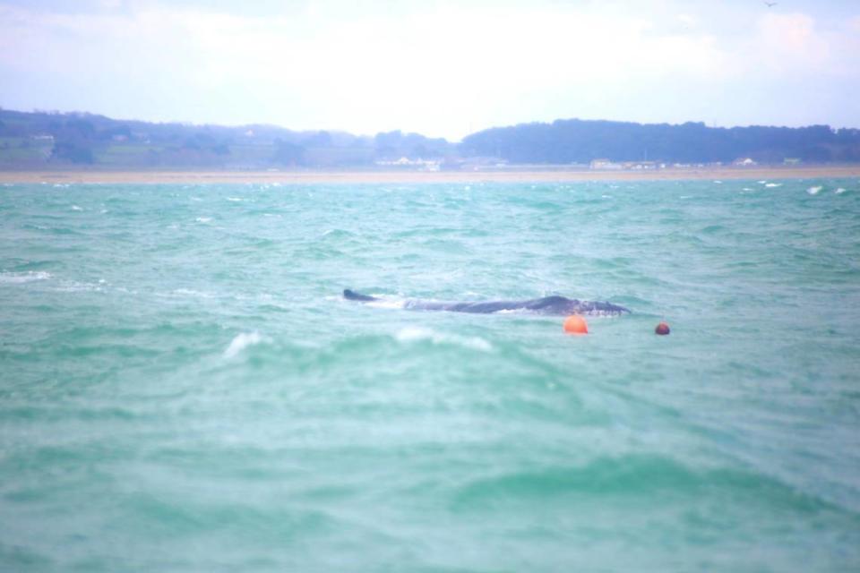 En la foto, la ballena jorobada que estaba atrapada en la costa de Cornwall.