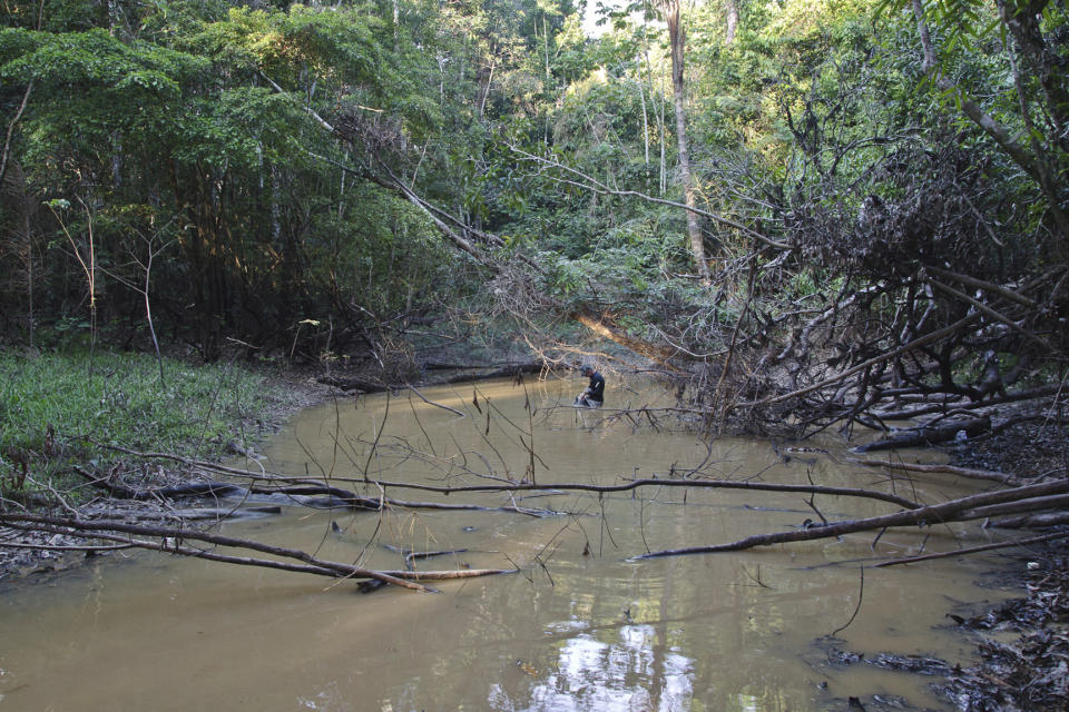 This undated photo provided by researchers in September 2019 shows typical electric eel lowland habitat in Brazil's Itaquai River. A newly discovered electric eel, Electrophorus varii, primarily lives in lowland regions of the Amazon. (D. Bastos via AP)