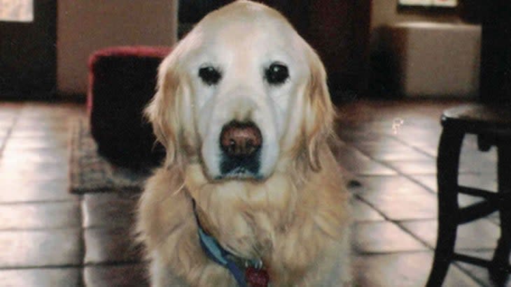 Jingle, a golden retriever