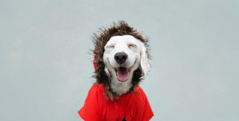 Coats and dogs are adorable. <p>smrm1977/Shutterstock</p>