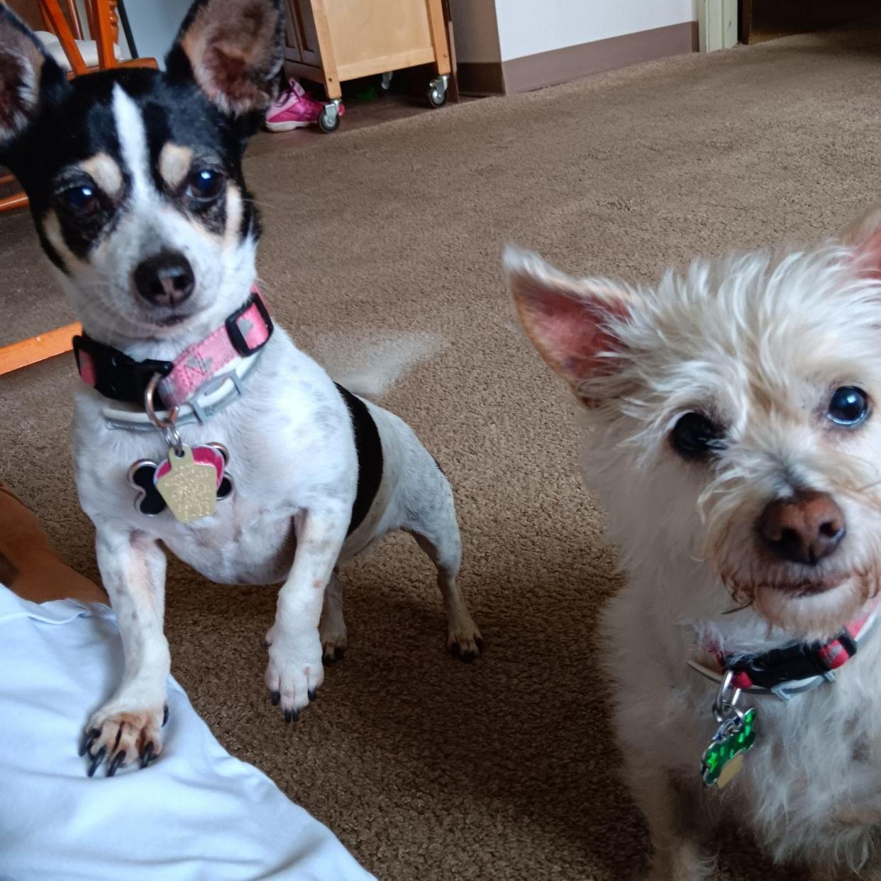 Linda (left), a Chihuahua, and Sophie (right), a terrier, both died following an attack by four German shepherds in Oak Creek on Nov. 30.