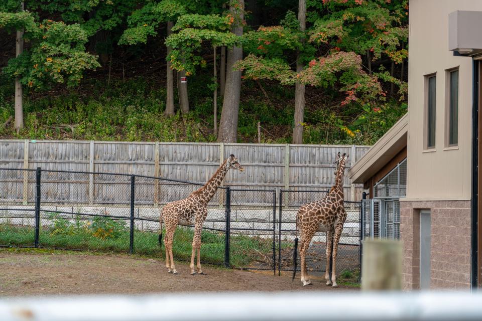 The then 2-year-old giraffe, JD, left, walks around his new home at Seneca Park Zoo on Friday, Oct. 6, 2023.