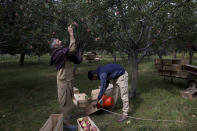 In this Sunday, Oct. 6, 2019, photo, a Kashmiri man plucks apples at an orchard in Wuyan, south of Srinagar, Indian controlled Kashmir. Kashmir’s apple orchards, a backbone of the economy that supports nearly half the people living there, are deserted, crops rotting on the trees at a time when they should be bustling with harvesters. Losses are mounting as insurgent groups pressure pickers, traders and drivers to shun the industry to protest an Indian government crackdown. (AP Photo/Dar Yasin)