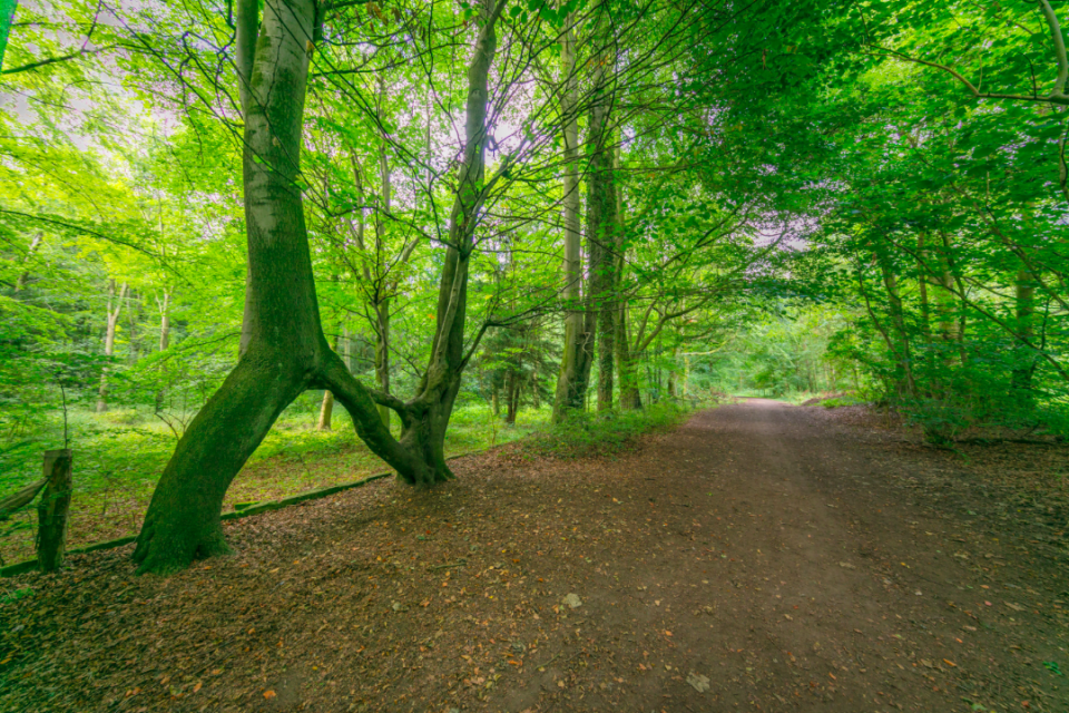 <em>Nellie’s Tree is based at at Aberford near Leeds and was formed by Vic Stead from three beech saplings (PA)</em>