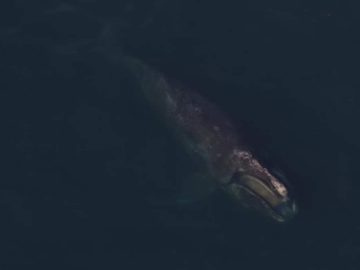 Argo, an adult male North Atlantic right whale, has been rescued from entanglement in southern U.S. waters.  (Submitted by the U.S. National Oceanic and Atmospheric Administration - image credit)