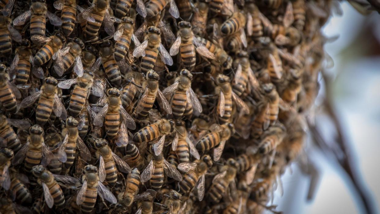  a large group of africanized honey bees clinging to the same tree trunk (it's difficult to see the trunk for all the bees) 