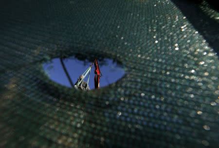 The statue of Cecil John Rhodes is seen through a fence erected as it awaits removal from the University of Cape Town (UCT), April 9, 2015. REUTERS/Mike Hutchings