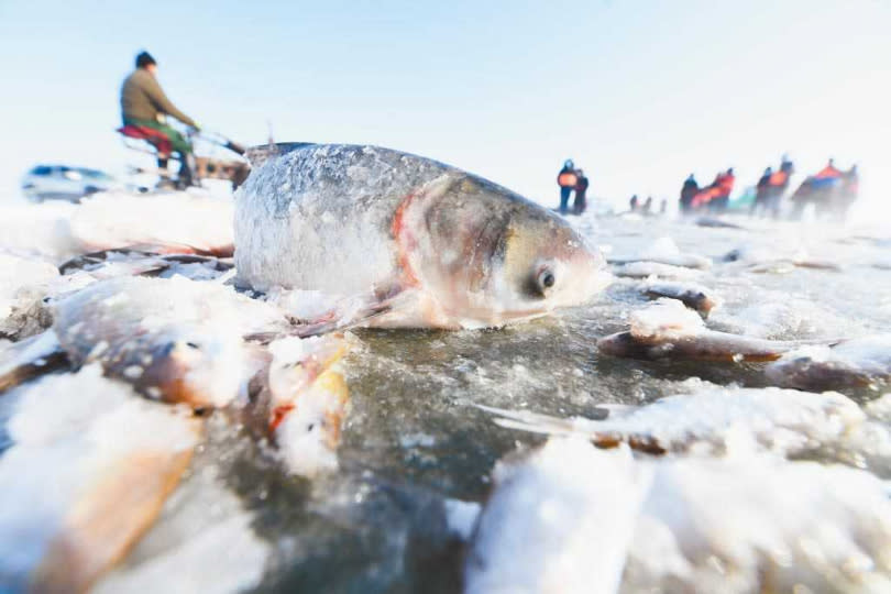 冬季冰上大拉網捕魚是新疆烏倫古湖的傳統捕魚方式，出水的魚很快被冷凍。（圖／新華社）